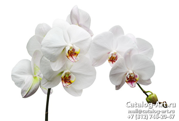 White orchids 12